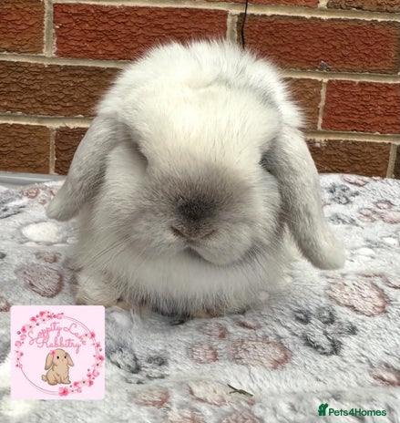 Mini Lop rabbits - Advert 9