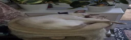 Siamese cats for sale: Modern type chocolate point male  - Advert 6
