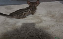 Bengal cats for sale:  1 stunning male bengal kitten (reduced price) - Image 18