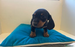 Miniature Dachshund dogs for sale: Last boy ready for new home Mini Dachshund  - Image 28