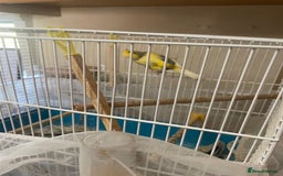 Canaries birds for sale: Yellow canarie  - Image 2