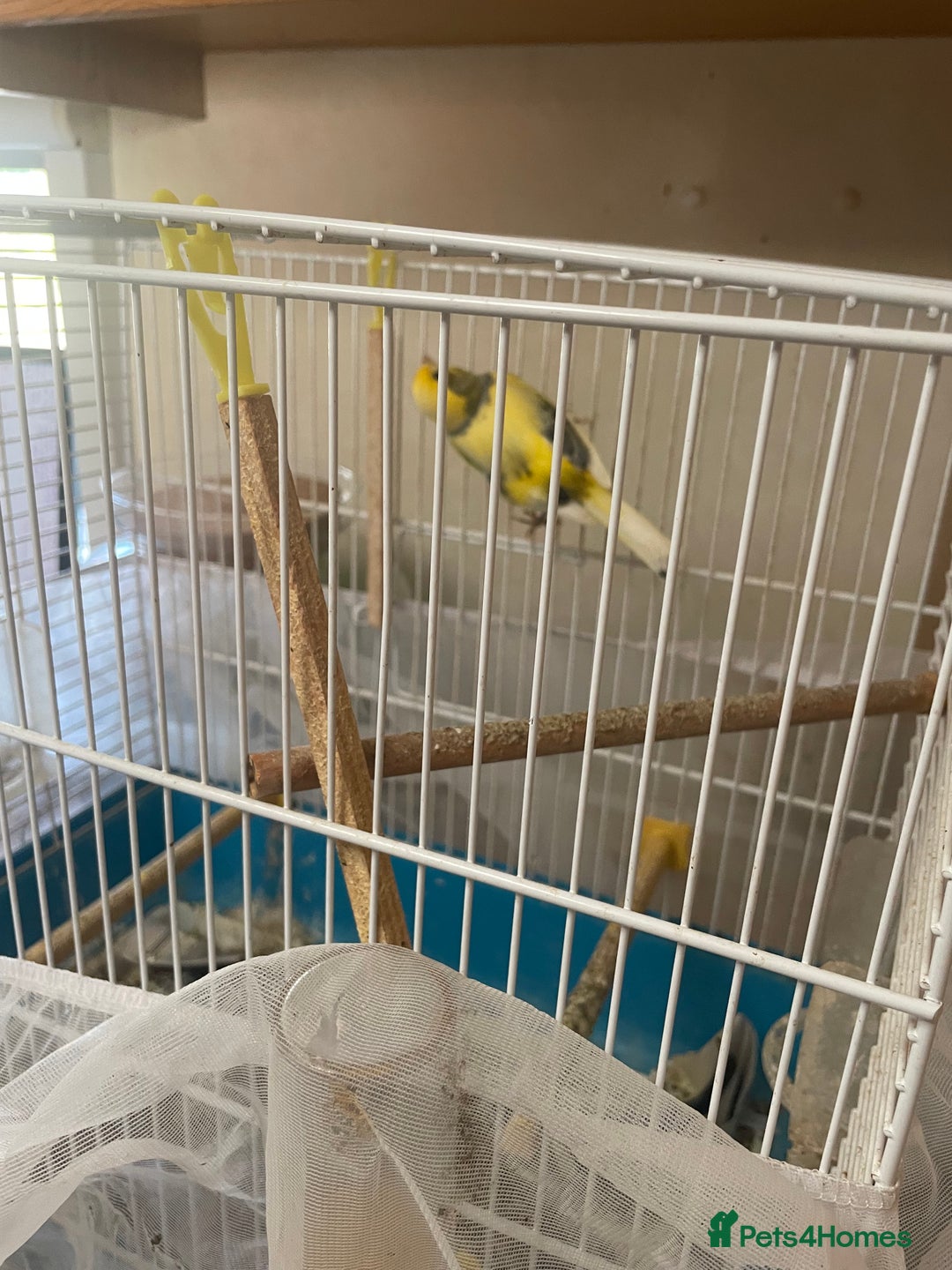 Canaries birds for sale: Yellow canarie  - Image 2