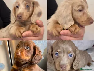 Miniature Dachshund dogs Long Hair Dachshund miniature Dapple - Advert 13