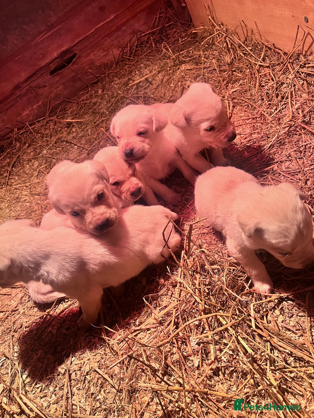 Labrador Retriever dogs for sale: Golden Labrador  - Advert 4