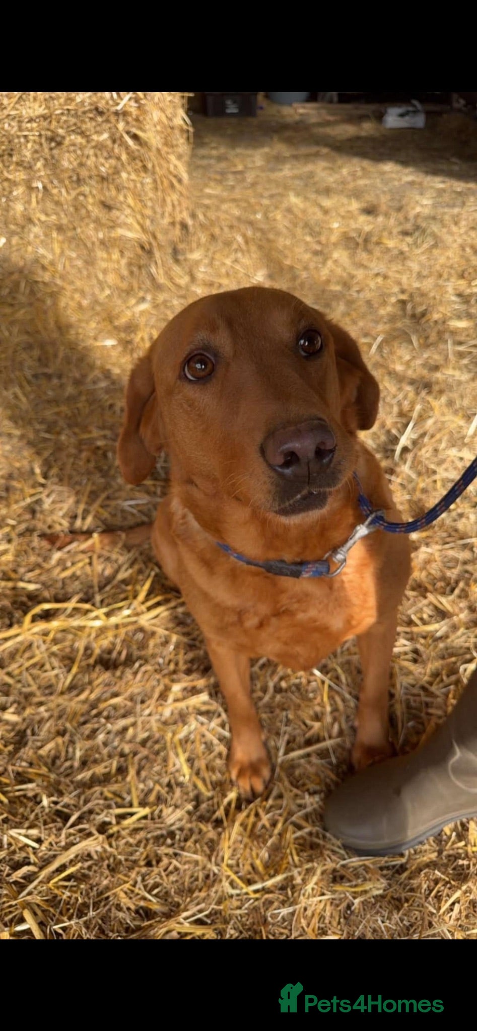 Labrador Retriever dogs Female adult  - Advert 1
