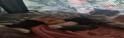Maine Coon cats for sale: Beautiful TICA registered Maine Coon kittens in Darlington - Advert 12