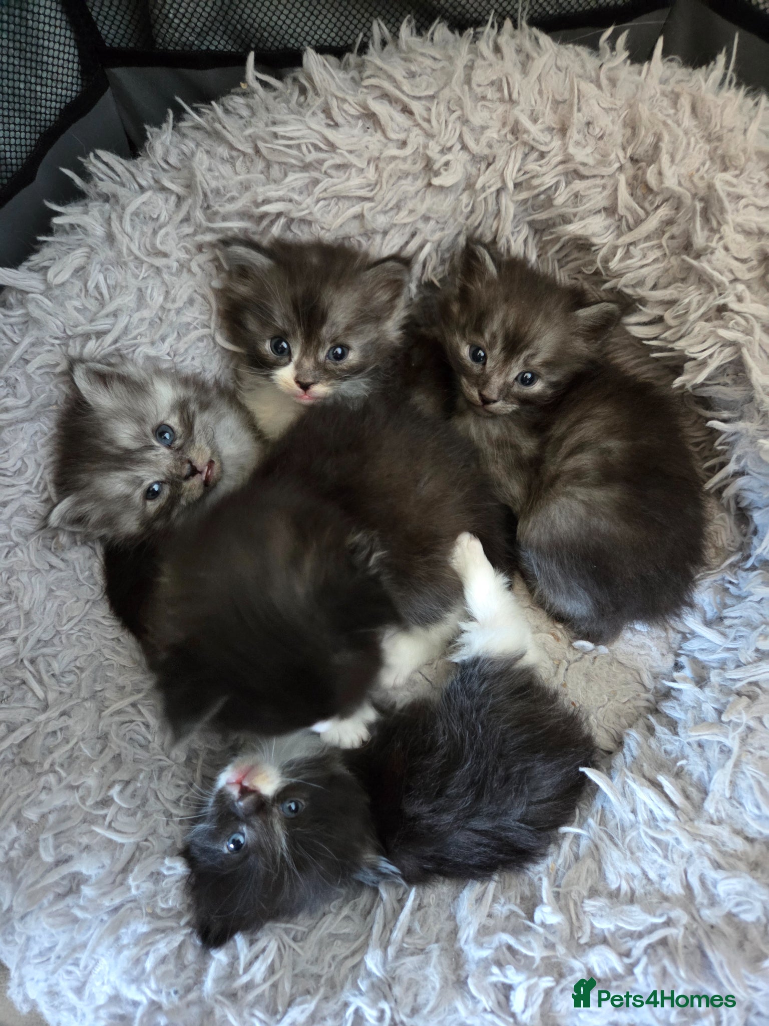 Mixed Breed cats Long haired kittens for sale - Advert 10