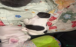 French Bulldog dogs for sale: Kropek - Image 9
