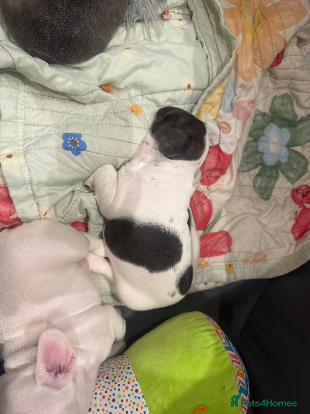 French Bulldog dogs for sale: Kropek - Image 9