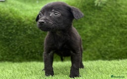 Labrador Retriever dogs for sale: Labrador pups  - Image 34