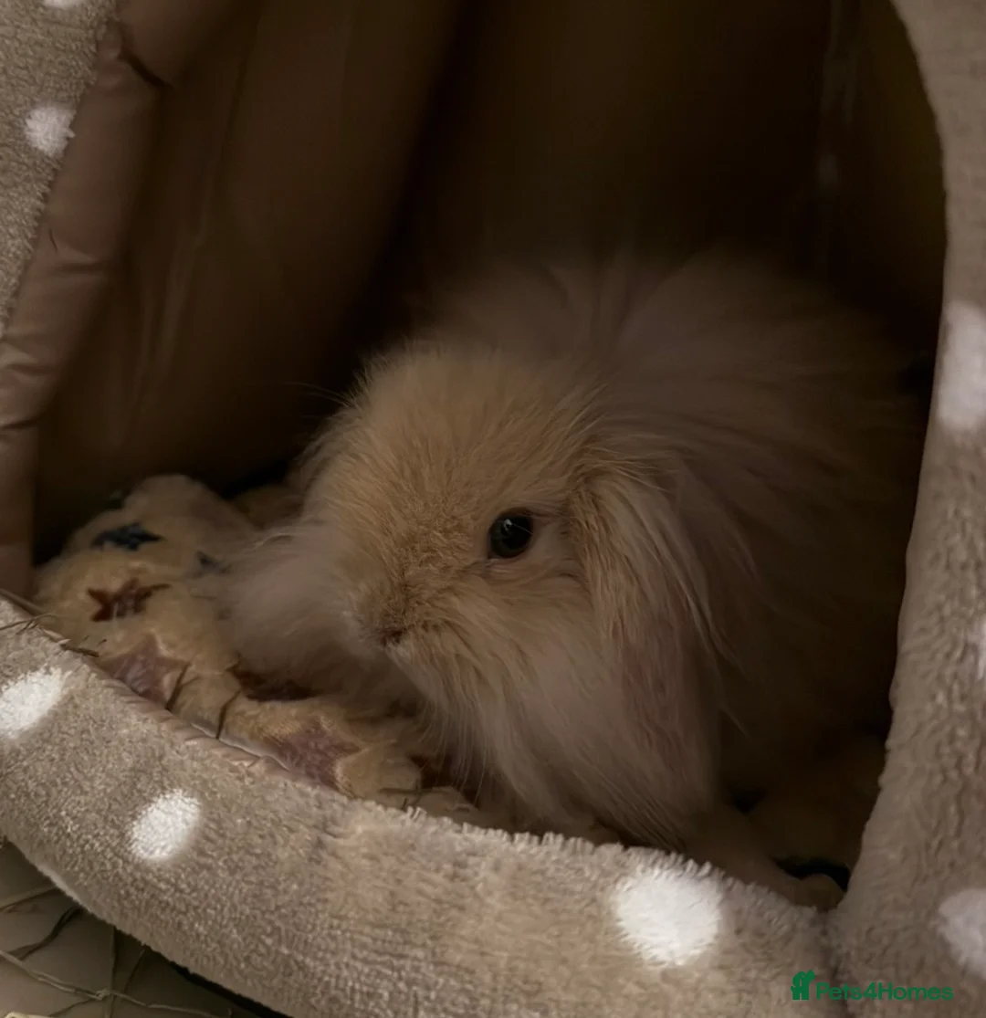 Mini Lion Lop rabbits for sale: Adorable Lionhead Mini Lop Baby Bunny for sale - Advert 4