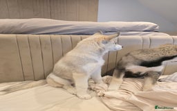 Siberian Husky dogs for sale: Stunning Pure siberian husky pups - Image 3