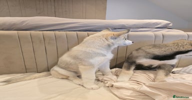 Siberian Husky dogs - Advert 2