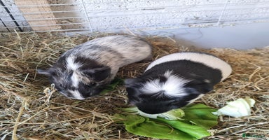 Guinea Pig rodents - Advert 1