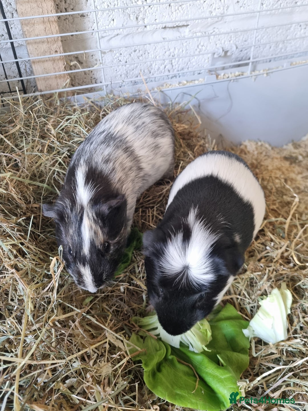 Guinea Pig rodents for sale: 2 Male guinea pigs and cage - Image 2