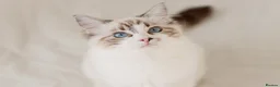 Ragdoll cats for sale: Ragdoll princess looking for her forever home - Advert 8