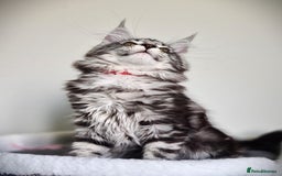 Maine Coon cats for sale: STUNNING XL PEDIGREE MAINE COON KITTENS  - Image 25