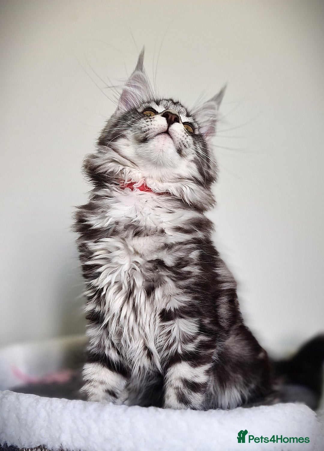 Maine Coon cats for sale: STUNNING XL PEDIGREE MAINE COON KITTENS  - Image 25
