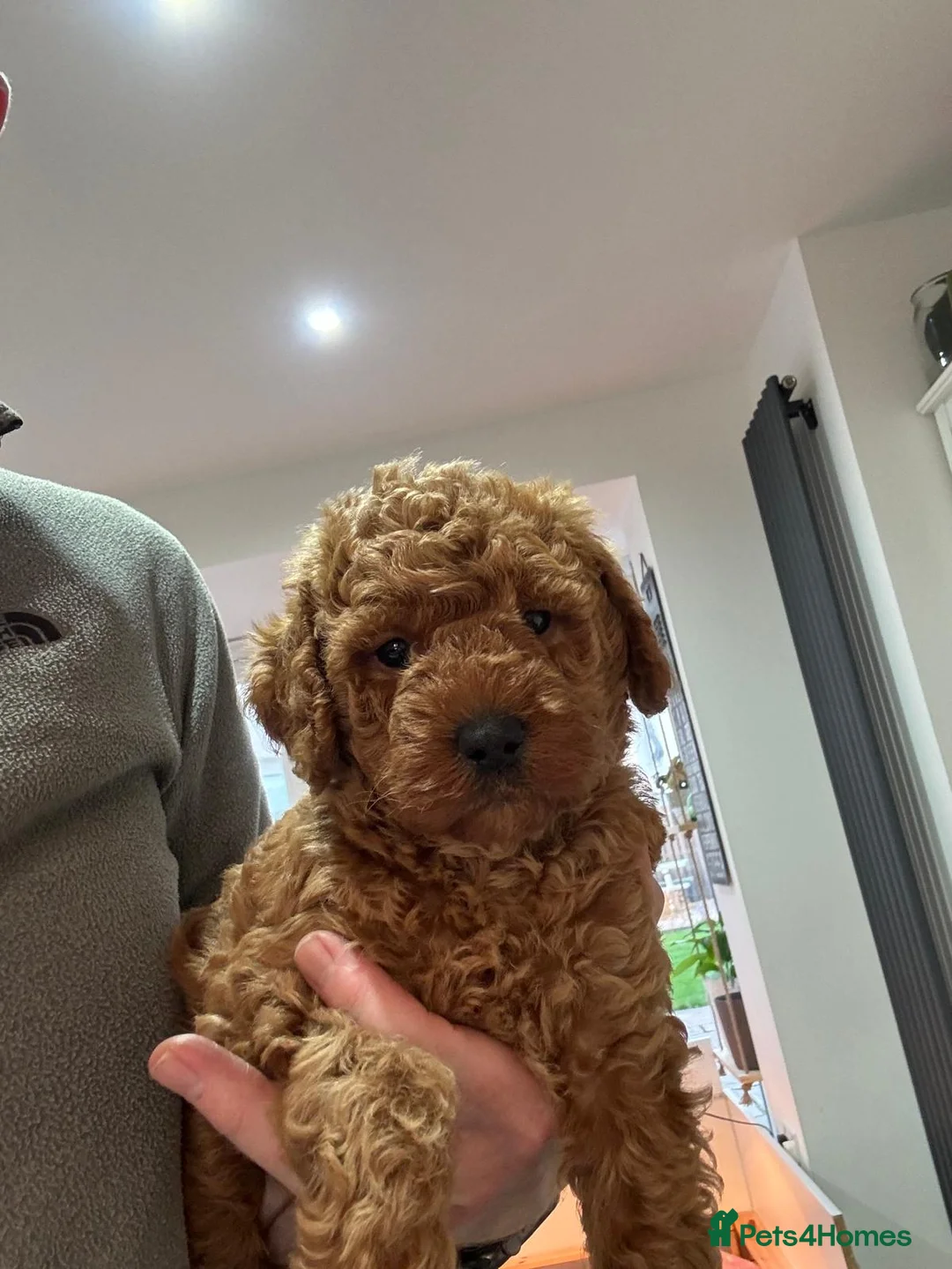 Toy Poodle dogs for stud: Beautiful Red Toy Poodle for Stud in Motherwell - Advert 24