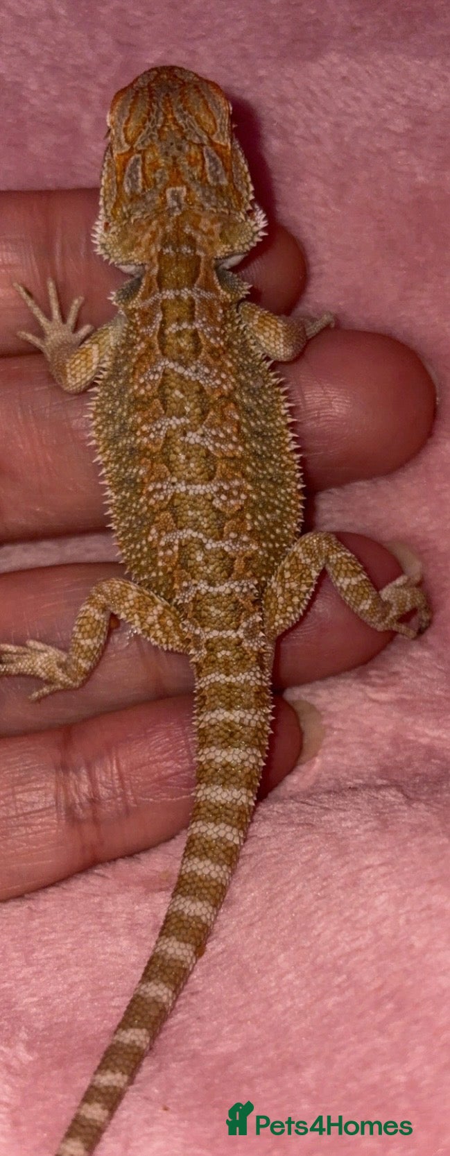 Bearded Dragon reptiles Beautiful leatherback babies  - Advert 6