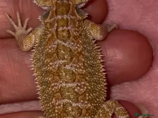 Bearded Dragon reptiles Beautiful leatherback babies - Advert 6