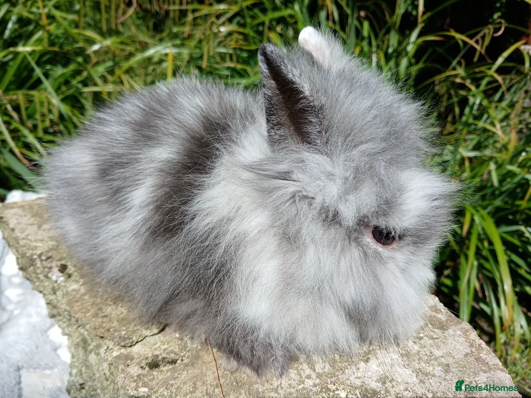 Lionhead rabbits for sale: Stunning DM Lionhead baby rabbits - Advert 1