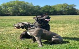 Cane Corso dogs for sale: Chunky Cane Corso Cross Pups – Ready Next Week! - Image 31