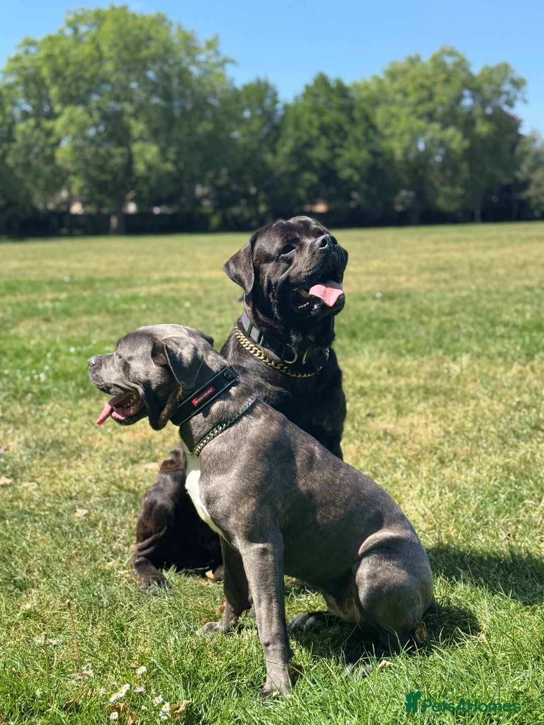 Cane Corso dogs for sale: Chunky Cane Corso Cross Pups – Ready Next Week! - Image 31