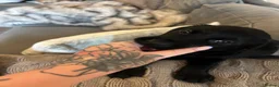 Labrador Retriever dogs for sale: Labrador puppies  - Advert 15