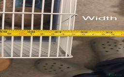 Hamster rodents for sale: Male Longhaired Syrian Hamster - Image 5