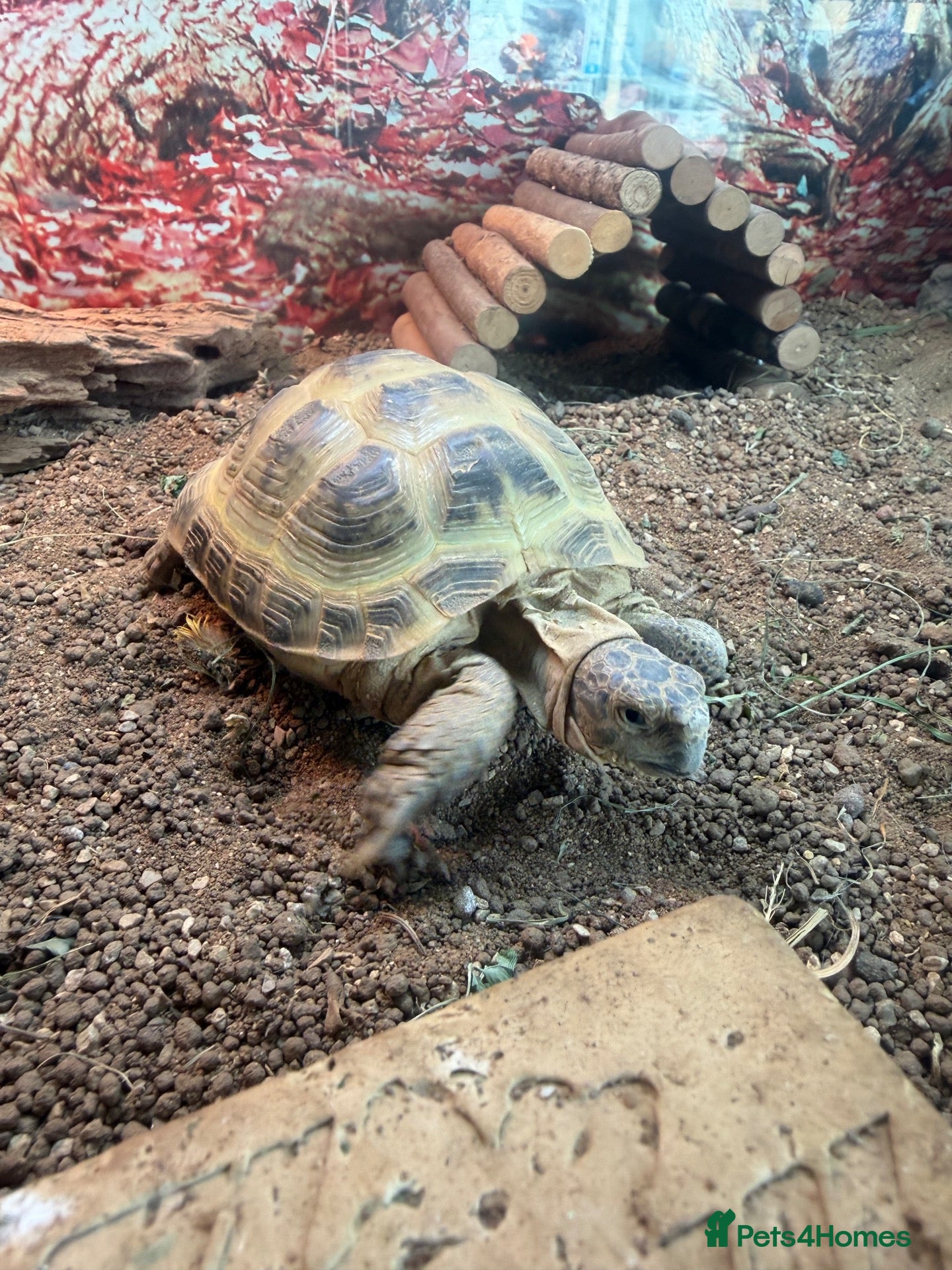 Tortoise reptiles     Horsfield tortoise looking for new home 🏠  - Advert 1