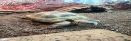 Tortoise reptiles for sale:     Horsfield tortoise looking for new home 🏠  - Advert 1