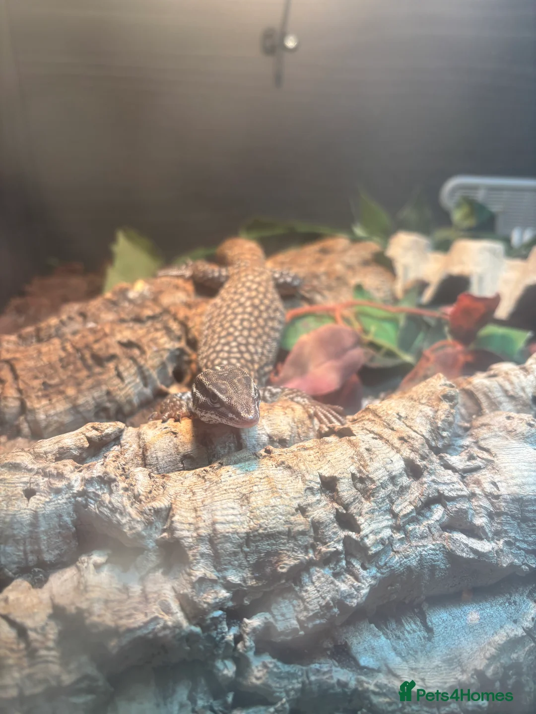 Lizard reptiles for sale: Complete Ackie Monitor Set up and Ackie Monitor - Advert 7