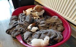 Jack Russell dogs for sale: Beautiful Jack Russell puppies  - Image 2