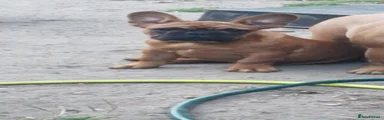 French Bulldog 4