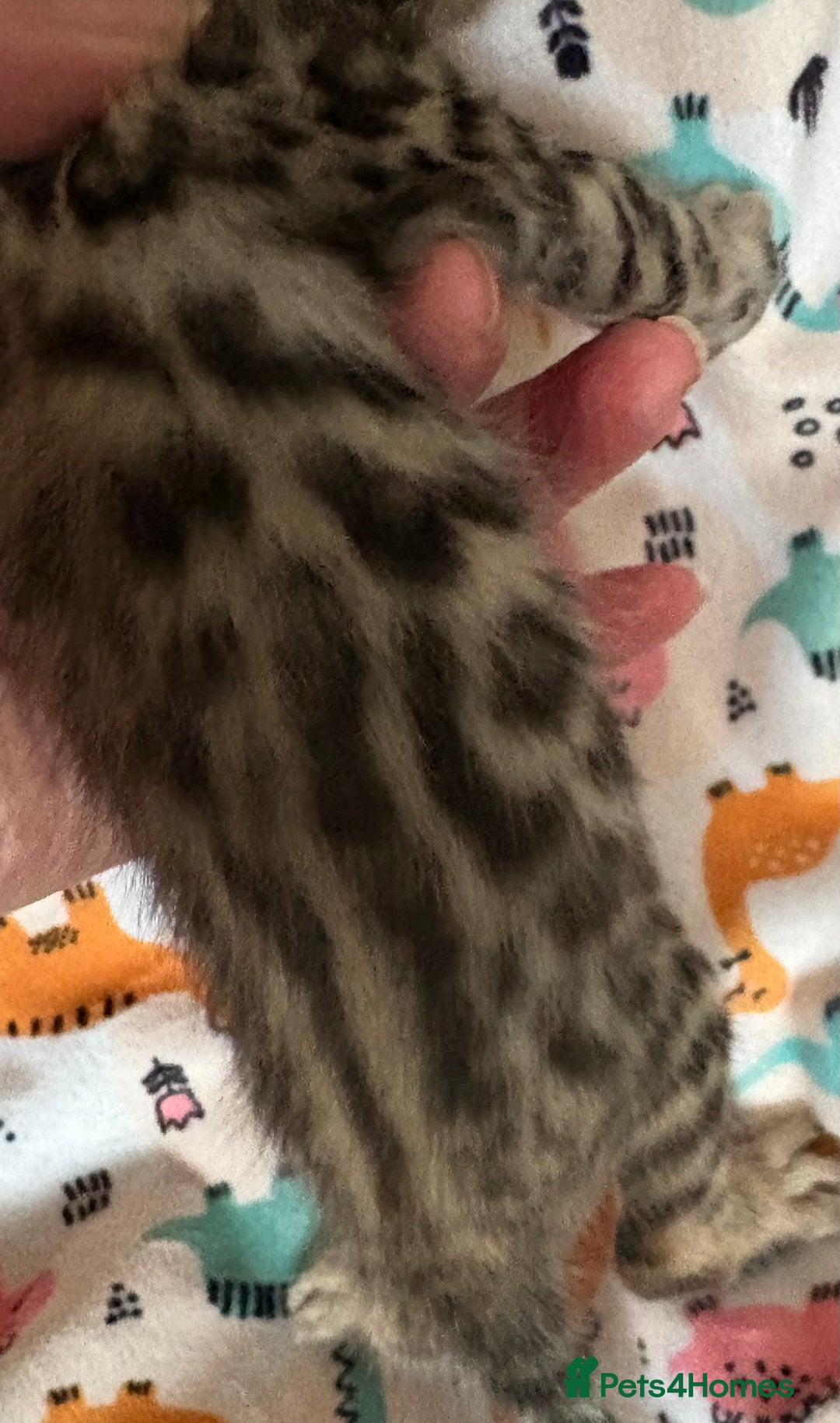 Bengal cats for sale: Stunning Tica reg Bengal kittens  - Advert 13