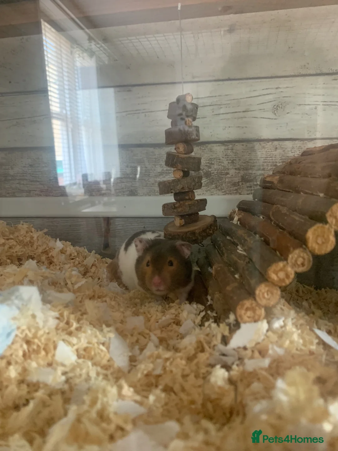 Hamster rodents for sale: Syrian hamster with cage and all accessories  - Advert 5