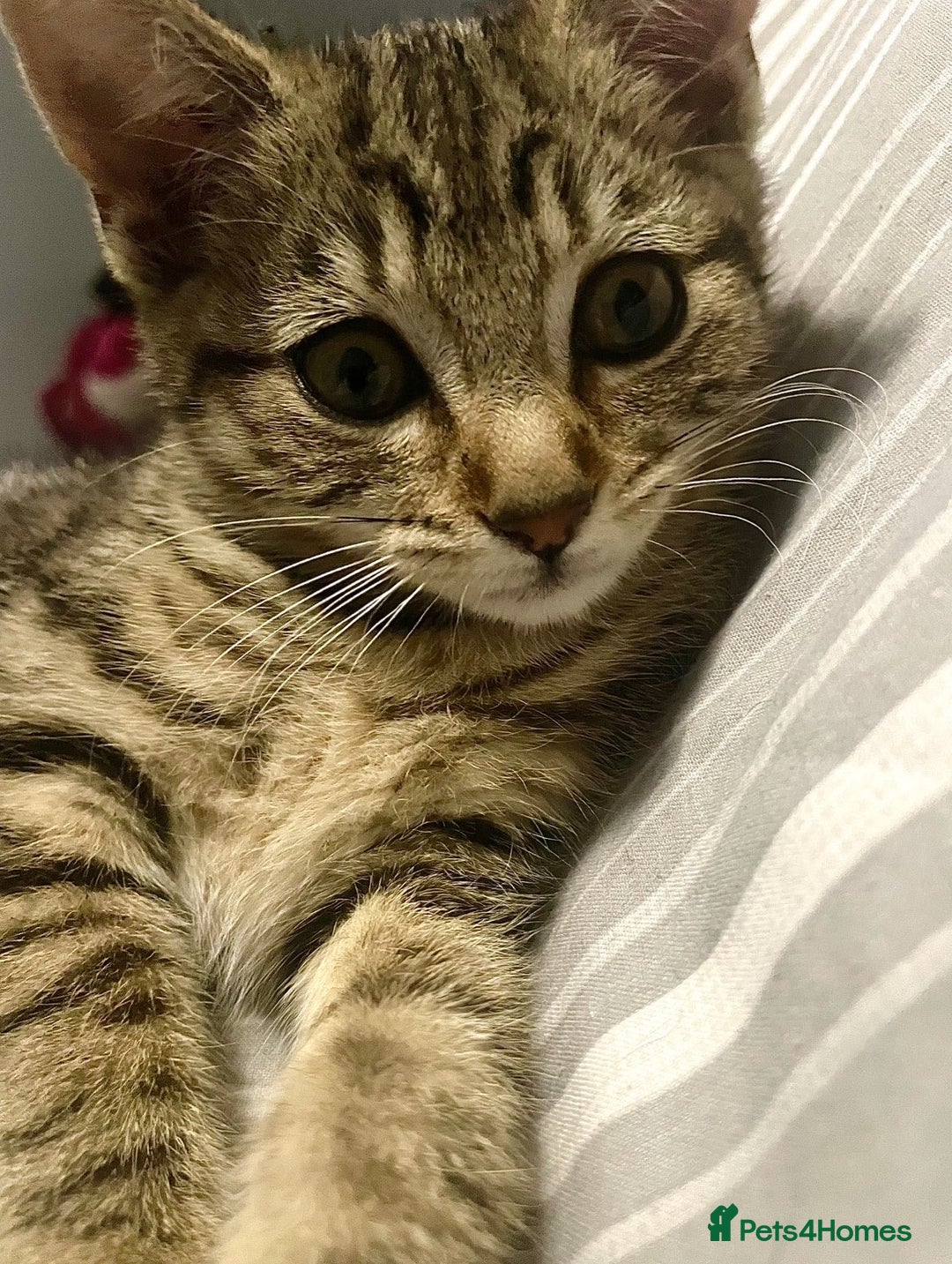 Domestic Shorthair cats for sale: brown tabby domestic shorthair - Advert 4