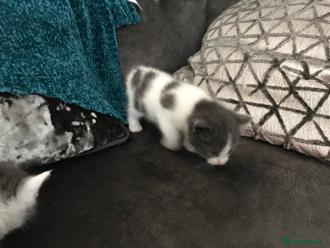 Mixed Breed cats for sale: Cheryl  - Image 9