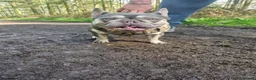 French Bulldog dogs for sale: KC registered French Bulldog Bitch for Sale - Advert 26