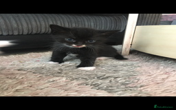 Turkish Angora cats for sale: Turkish angora cross bengal x tabby - Image 8