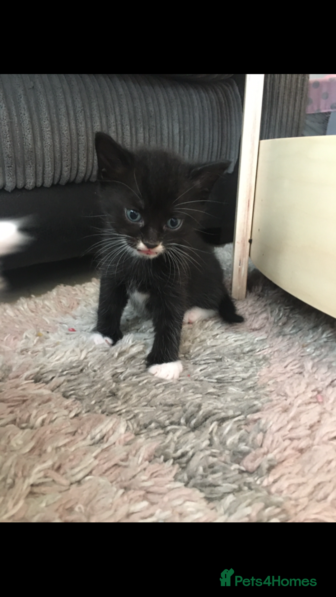 Turkish Angora cats for sale: Turkish angora cross bengal x tabby - Image 8