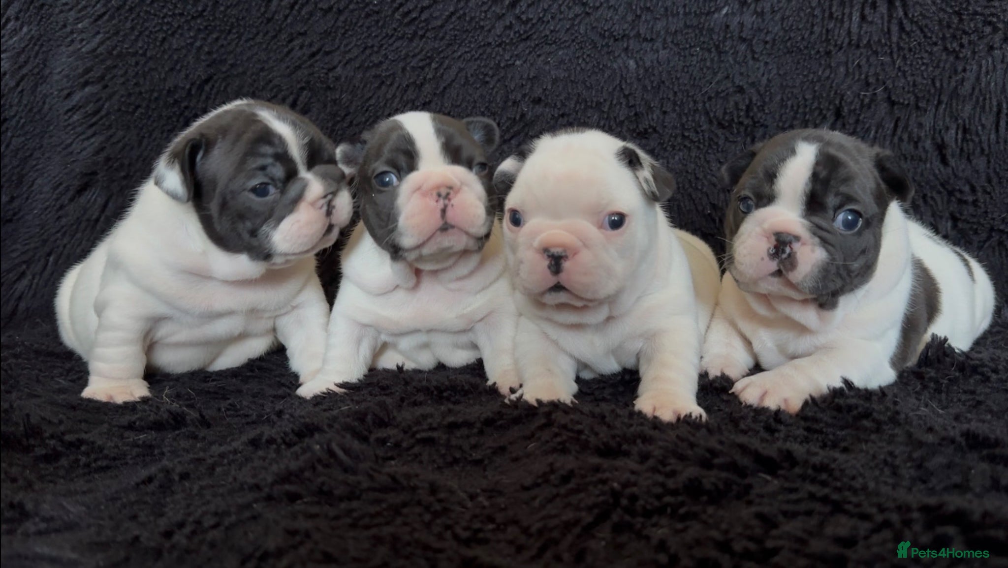 French Bulldog dogs KC Fully tested genetic and health  puppies - Advert 14