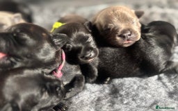 Staffordshire Bull Terrier dogs for sale: Paws Above The Rest  - Image 8