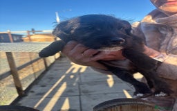 Jackapoo dogs for sale: Jackapoo Puppies for sale 🐶🐾 - Advert 10