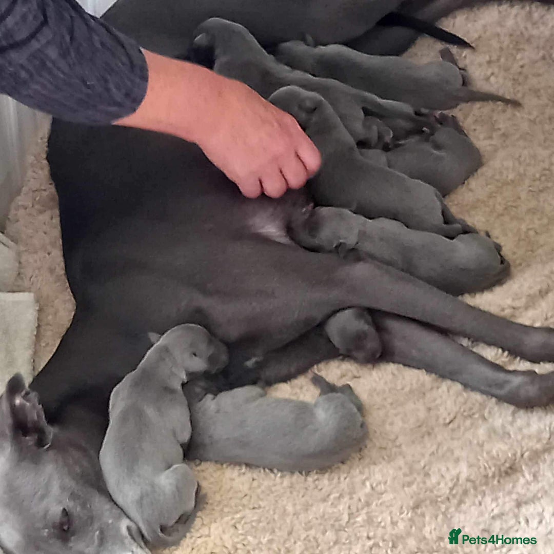 Whippet dogs for stud: BLUE PEDIGREE KC REGISTERED WHIPPET AT STUD in Salisbury - Image 19