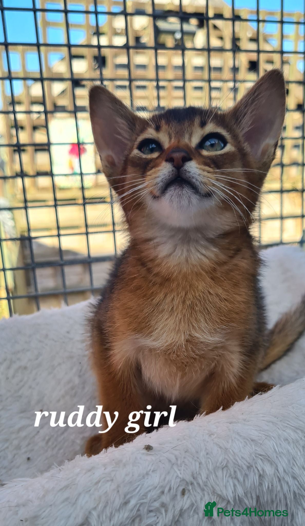 Abyssinian cats Pedigree tica reg Abyssinians - Advert 13