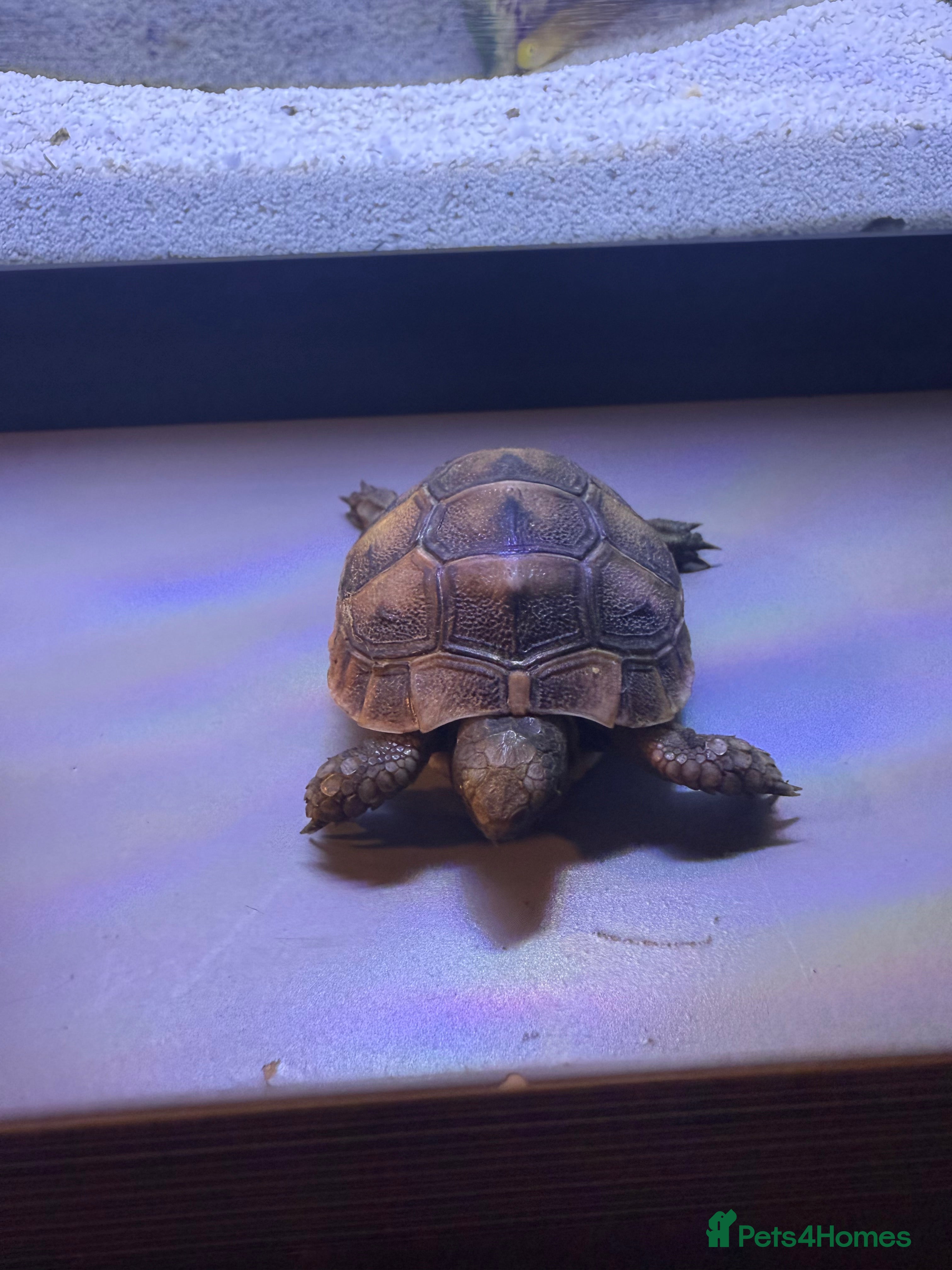 Hermann Tortoise reptiles 4 month old Hermann’s Tortoise Baby Captive Bred - Advert 1