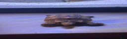 Hermann Tortoise reptiles for sale: 4 month old Hermann’s Tortoise Baby Captive Bred - Advert 1
