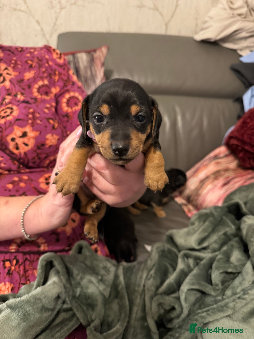 Jack Russell dogs for sale: Miniature Jack Russell pup - Image 11
